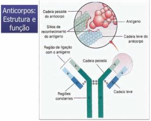 Estrutura De Anticorpos - Annphoto