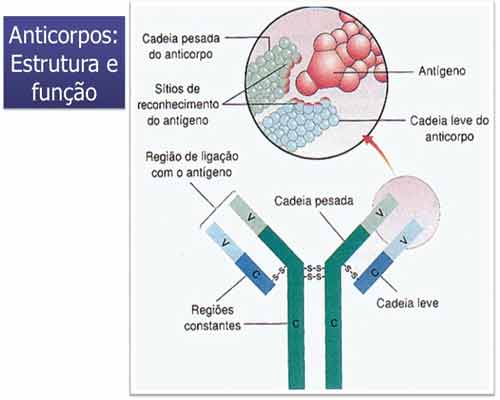 Antígeno carcinoembrionario tipos de cáncer