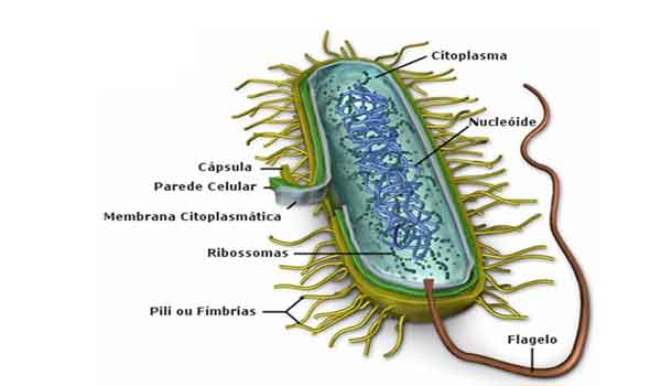 Photo of Como são as células Bacterianas
