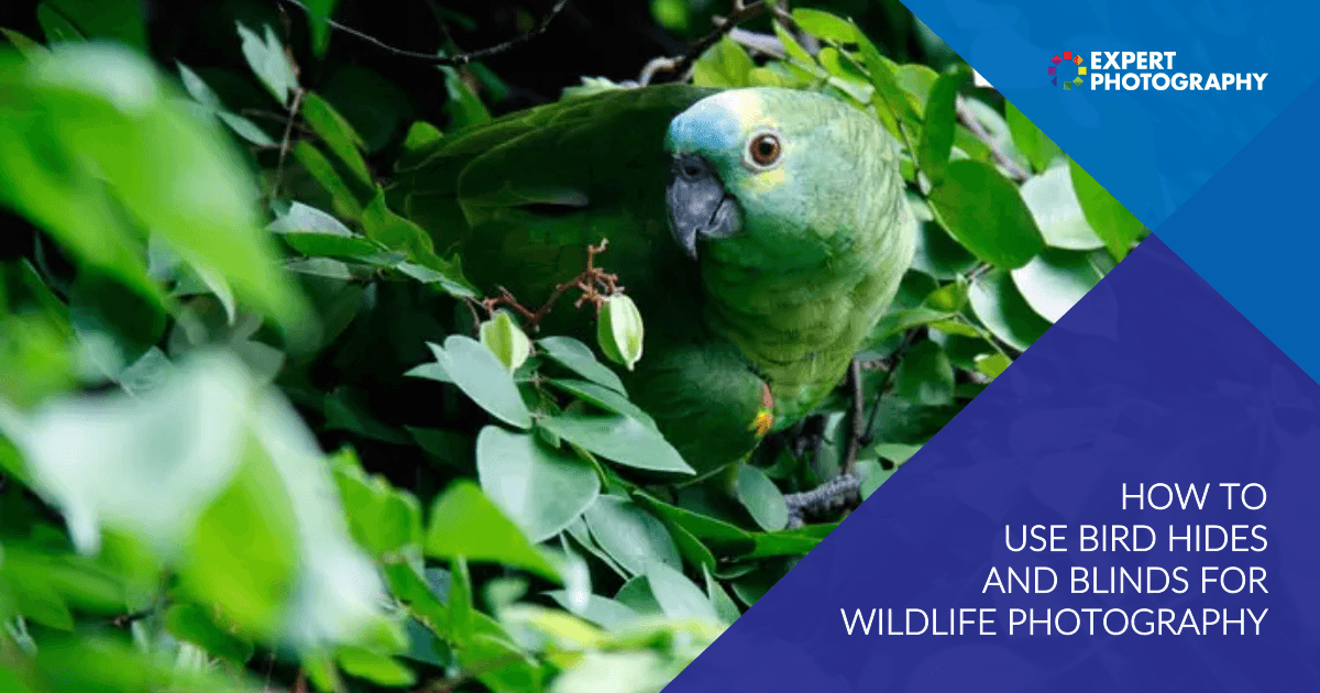 Como usar o esconderijo de pássaros e cortinas para fotografar animais selvagens