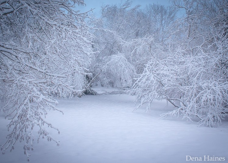 13 Dicas Para Fotografar Neve: Um Guia Para Iniciantes - Annphoto