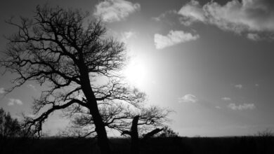 Photo of Desafio fotográfico semanal: árvores