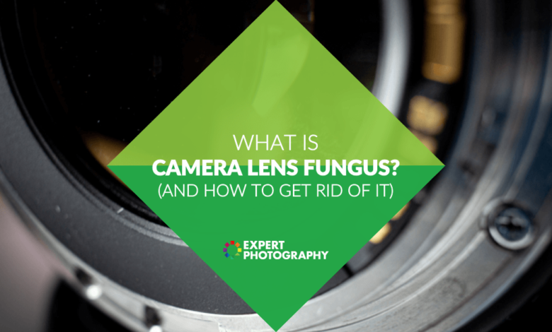 O que é fungo na lente da câmera? (E como se livrar disso!)