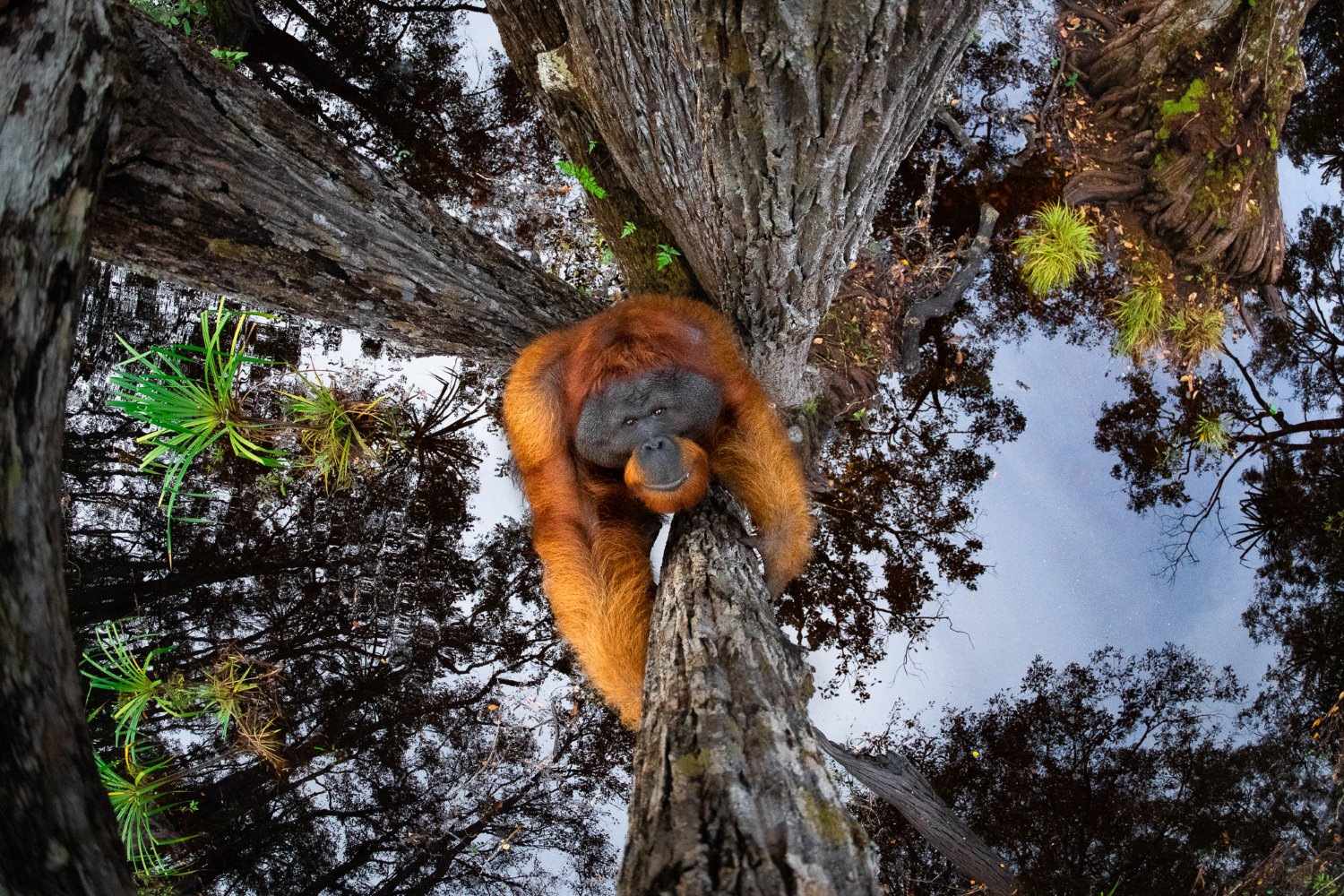 Veja os vencedores do Stunning Nature TTL Photographer of the Year