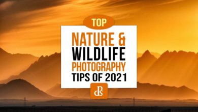 Photo of dPS Melhores dicas de fotografia de natureza e vida selvagem para 2021