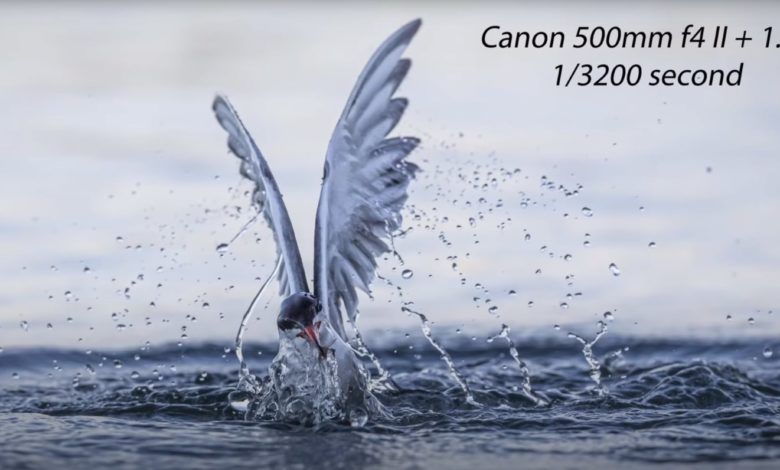 Dicas incríveis para fotografia nítida de pássaros [Video]