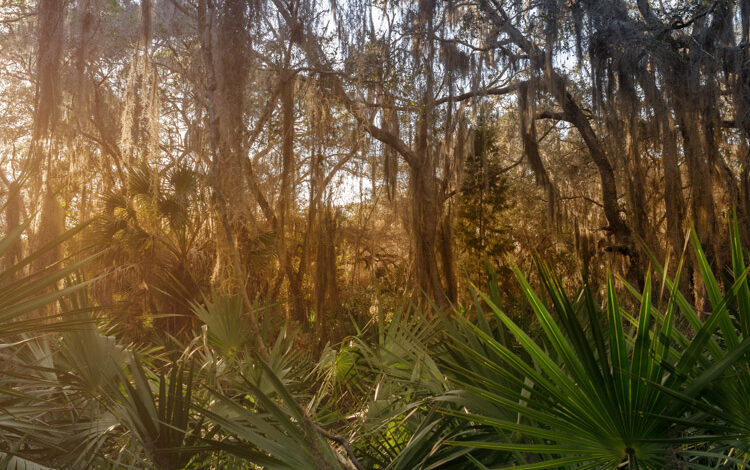 8 dicas para fotografar florestas deslumbrantes